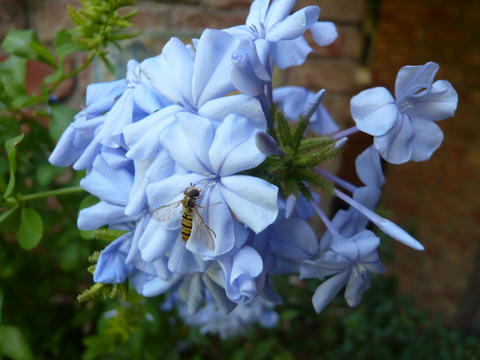 Hübsche blau blühende Kübelpflanze Garten Gartenforum.de