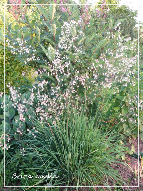 Der Gräser-Thread - Garten: Gartenforum.de