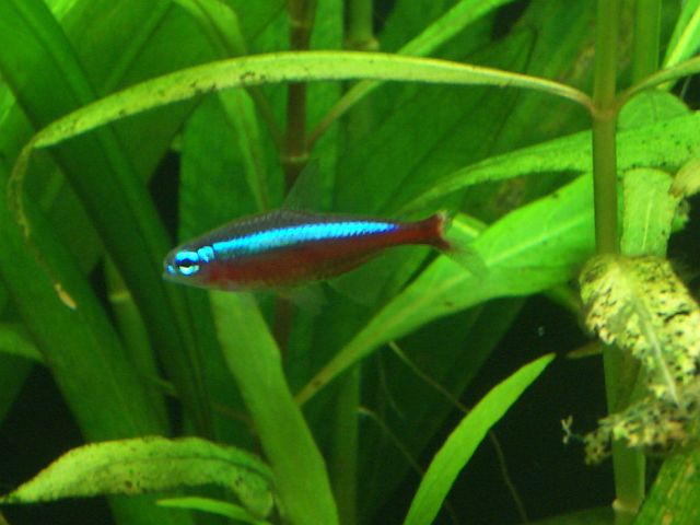 Verletzungen Neon mit halber Flosse - Aquarium Forum