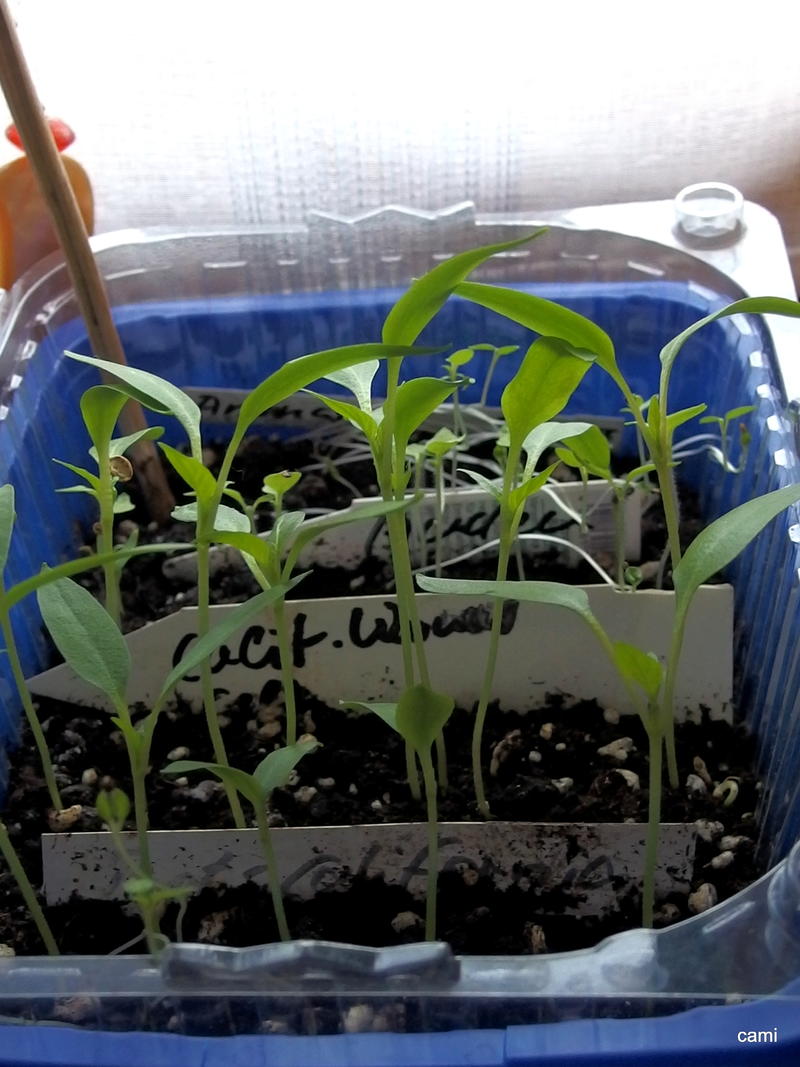 [Paprika/Chili] Keimen die Paprika noch? Garten Gartenforum.de