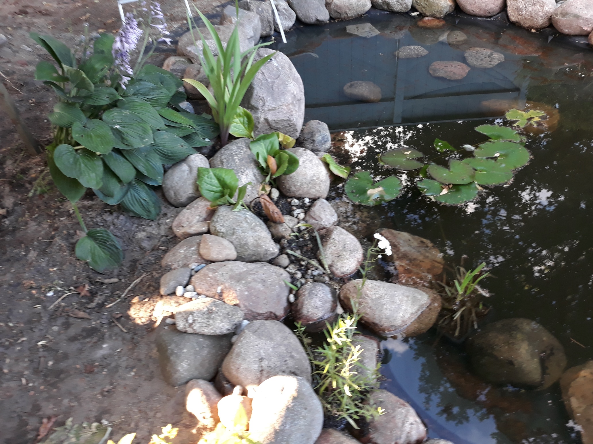 Teich ist da Mücken auch! Garten Gartenforum.de