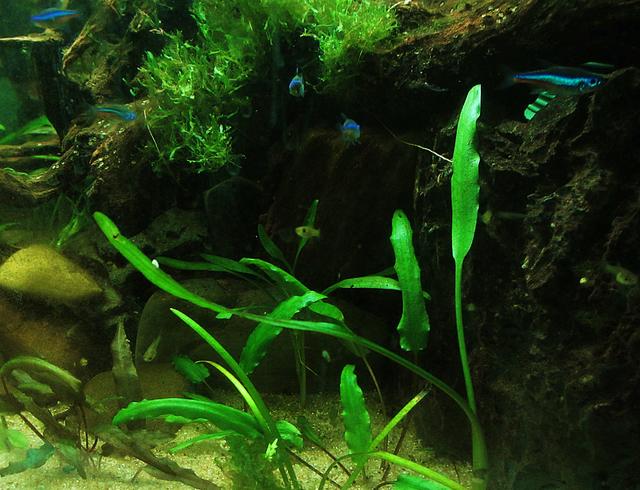 240 l- Von Anfang an - Aquarium Forum