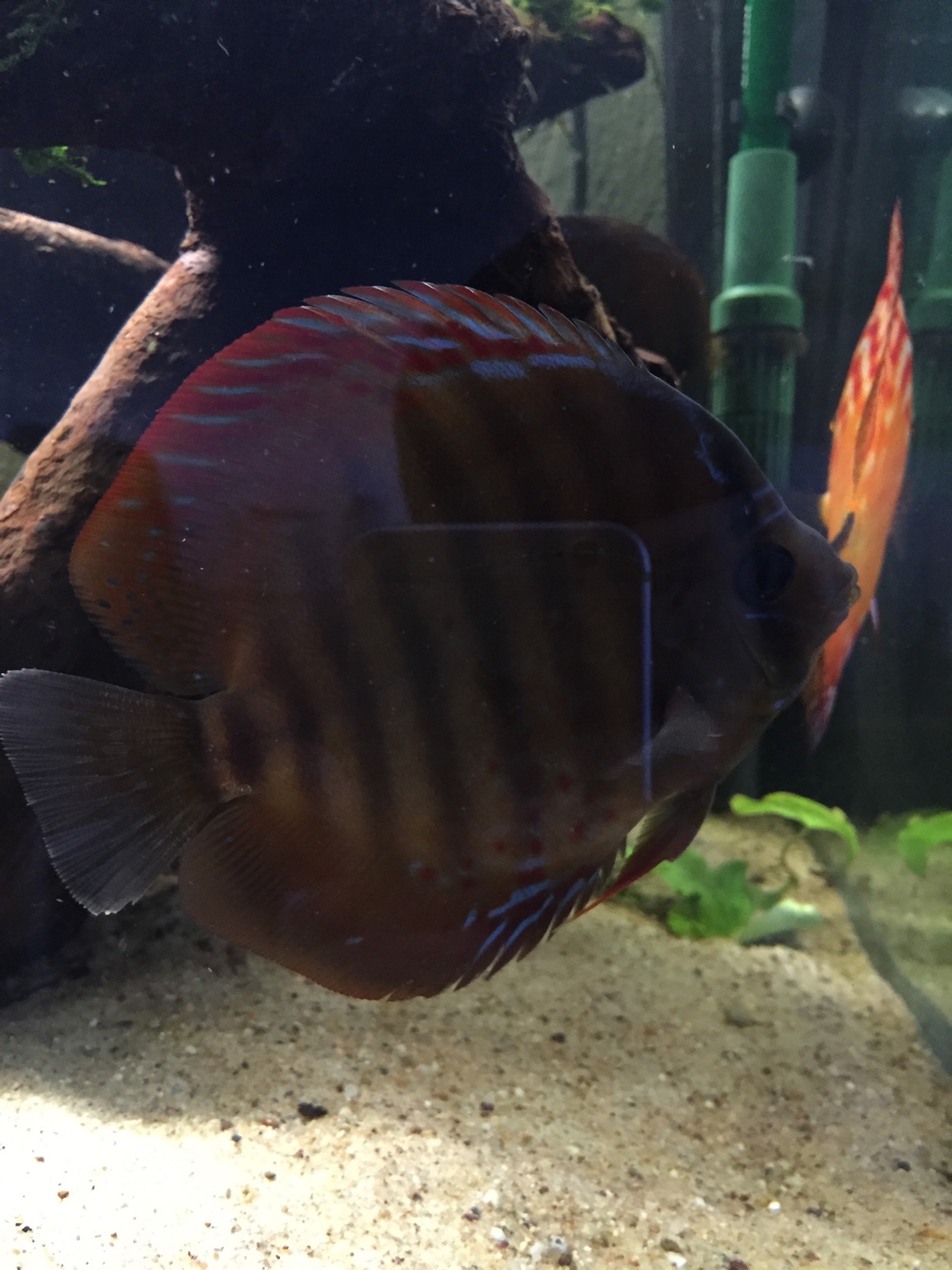 500L Becken -> Doku/Fragen/Tipps/Uservorstellung - Aquarium Forum