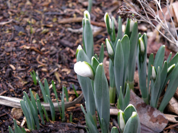 Phänologischer Kalender: Vorfrühling - Seite 2 - Garten ...