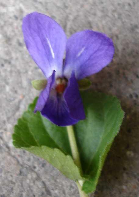 blaue Unbekannte im Rasen - Garten: Gartenforum.de