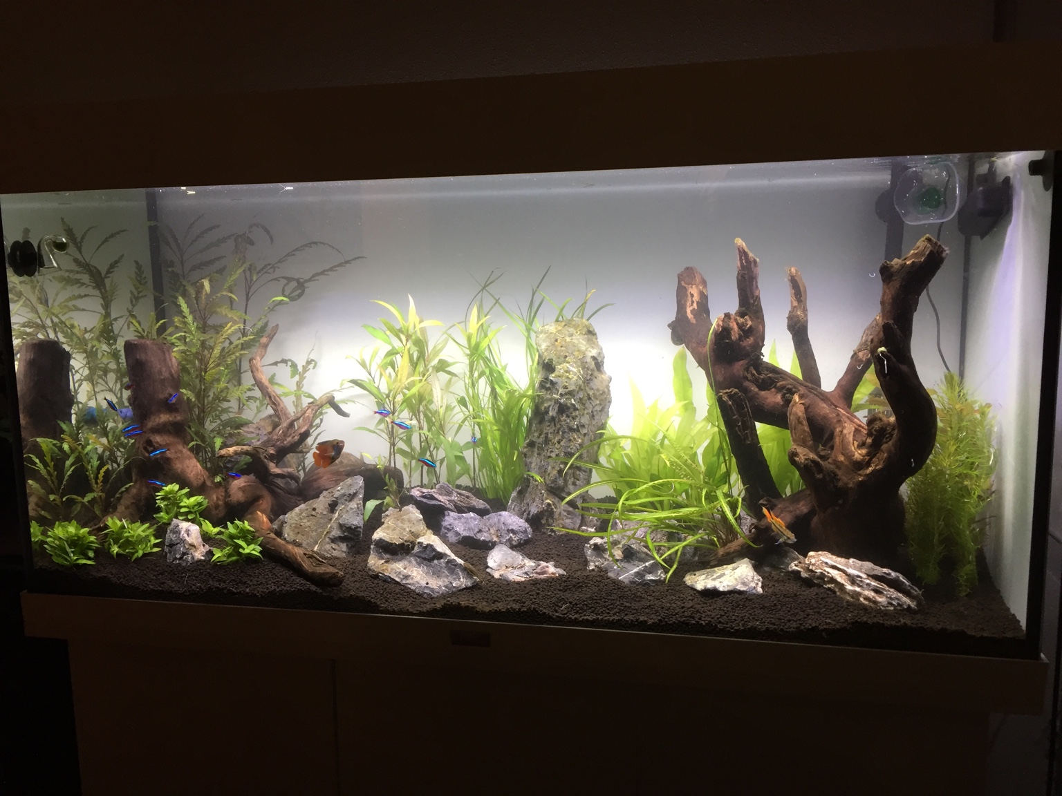 200 l Juwel Rio Aquarium Aquarium Forum