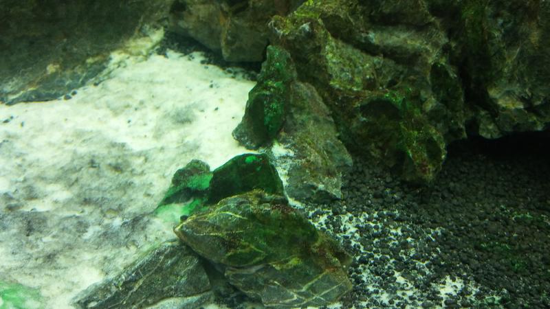 Algen Was sind das für Algen? - Aquarium Forum