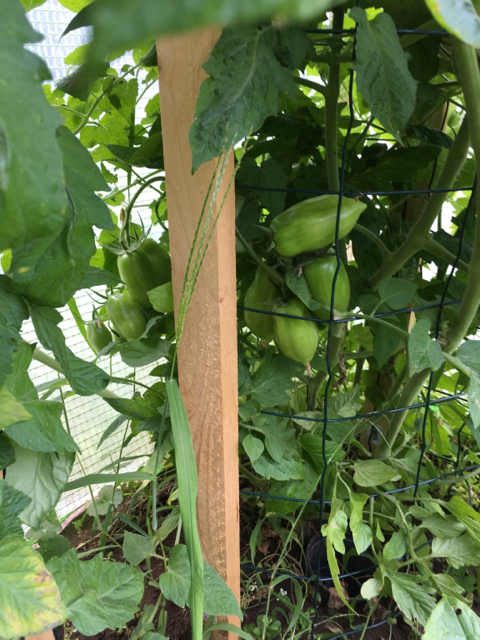 Tomate im Käfig - Garten: Gartenforum.de