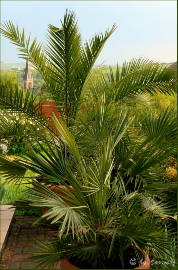 Dattelpflanze, palme Garten Gartenforum.de