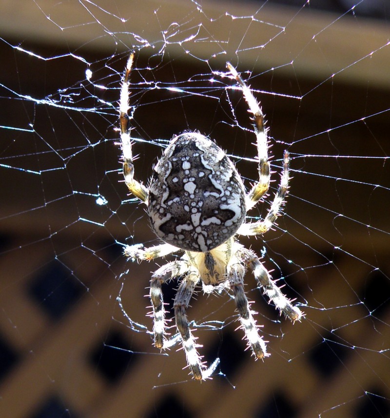 Kreuzspinnen Garten Gartenforum.de