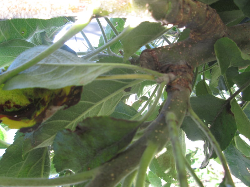 [Schnittfragen] Säulenapfel wie schneiden? Garten Gartenforum.de