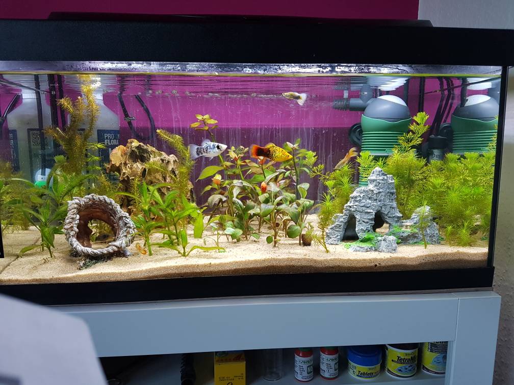 Mein 54 Liter Becken Aquarium Forum
