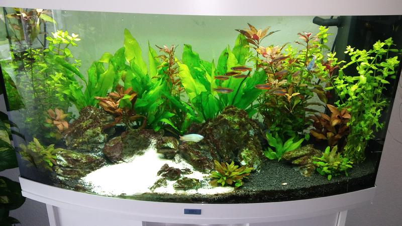 Algen Schon wieder Algen :-(( - Aquarium Forum