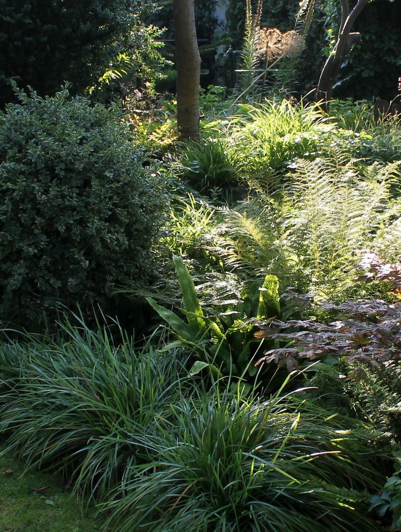 Der Gräser-Thread - Seite 2 - Garten: Gartenforum.de