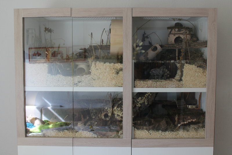 [Sonstiges] Die Hamster-Vitrine (140x50 auf zwei Ebenen) - www.das
