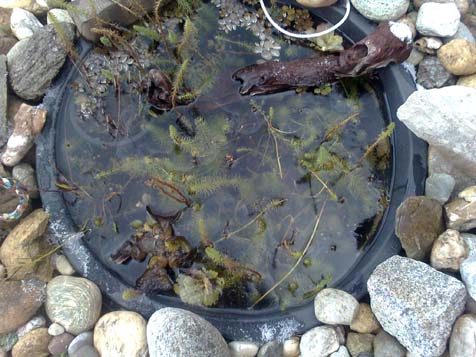 Anlagetipps für Miniteiche Garten Gartenforum.de