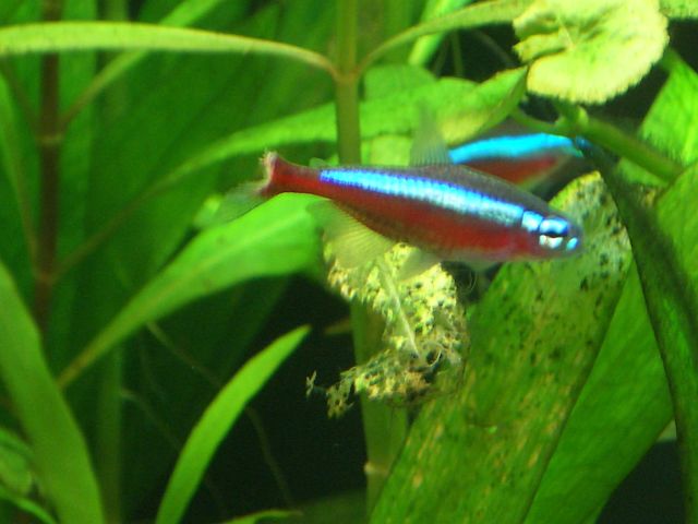 Verletzungen Neon mit halber Flosse - Aquarium Forum