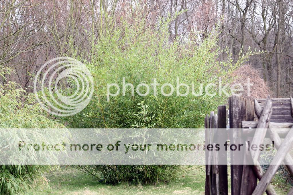 Hecke aus Bambus oder Schilf Garten Gartenforum.de