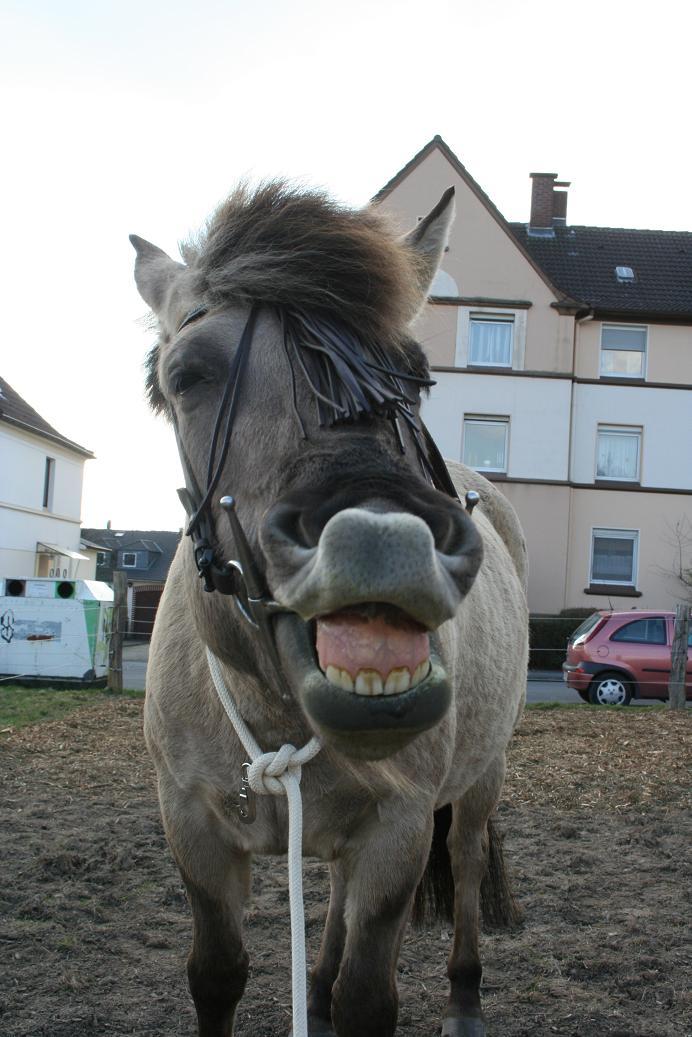 Tarpan-Freunde gesuch!!! Bitte melden!!! - Seite 6 - Forum ...