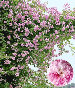 Rambler-Rose �Paul�s Himalayan Musk Rambler� (1 Pflanze)