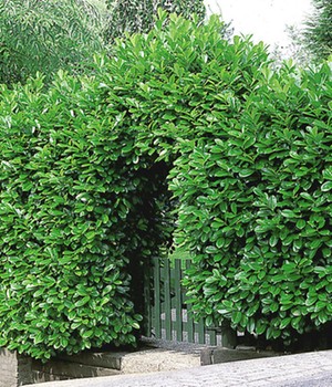 Kirschlorbeer-Hecke (1 Pflanze)