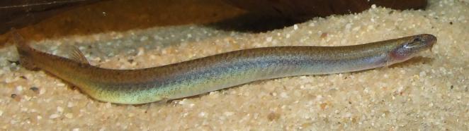 Unterscheidung der PangioArten Aquarium Forum