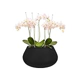 Elho Pure Cone Bowl 60 - Blumentopf - Schwarz - Drinnen & Drau�en  - � 58 x H 29.8 cm