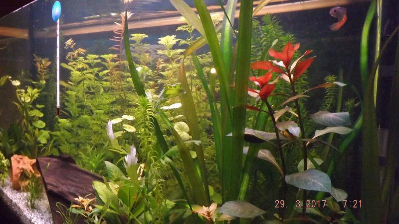 Aquarienpflanzen wachsen nicht. - Seite 4 - Aquarium Forum