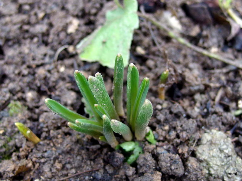 Wann treiben die Hasenglöckchen aus? Garten Gartenforum.de