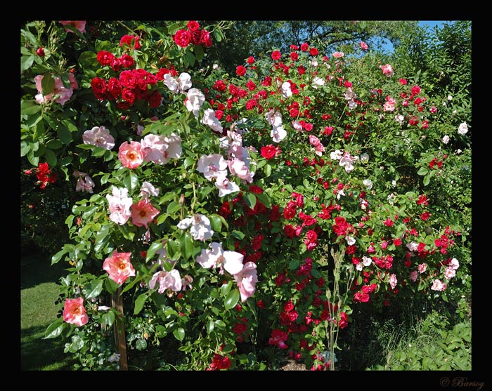 Robuste Kletterrose? Garten Gartenforum.de