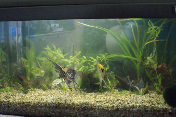 Mein 60 Liter Aquarium! - Aquarium Forum