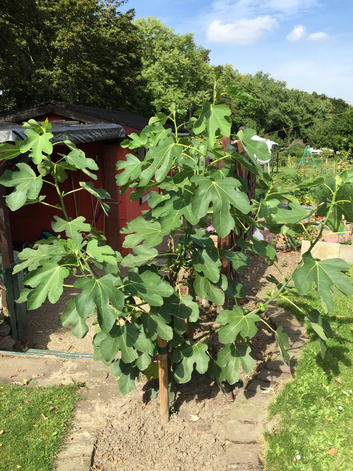 [Feigen] Feigenbaum aus Samen ziehen Seite 10 Garten Gartenforum.de