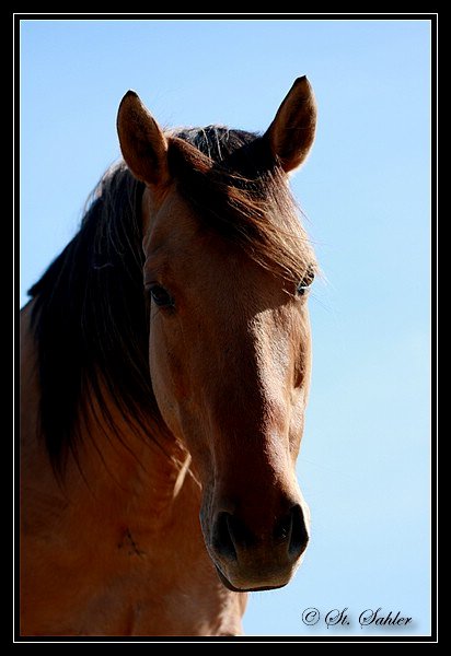 Gegensätze ziehen sich an - Forum Pferd.de