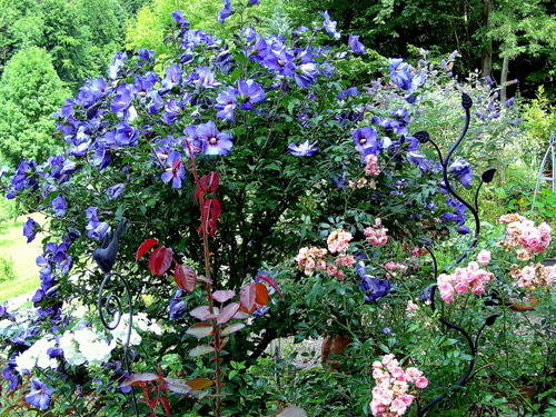 Hibiskus - Garten: Gartenforum.de