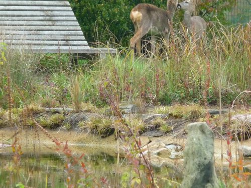 Rehe in meinem Garten-heute - Garten: Gartenforum.de