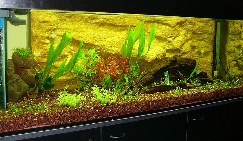 Mein neues Aquarium (Bilder) - Aquarium Forum