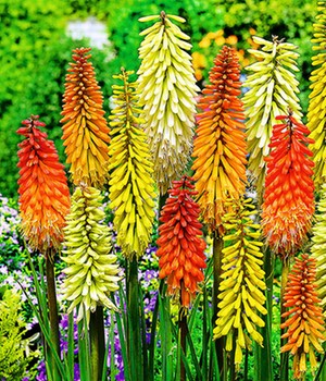 Fackellilien-Mix (4 Knollen)