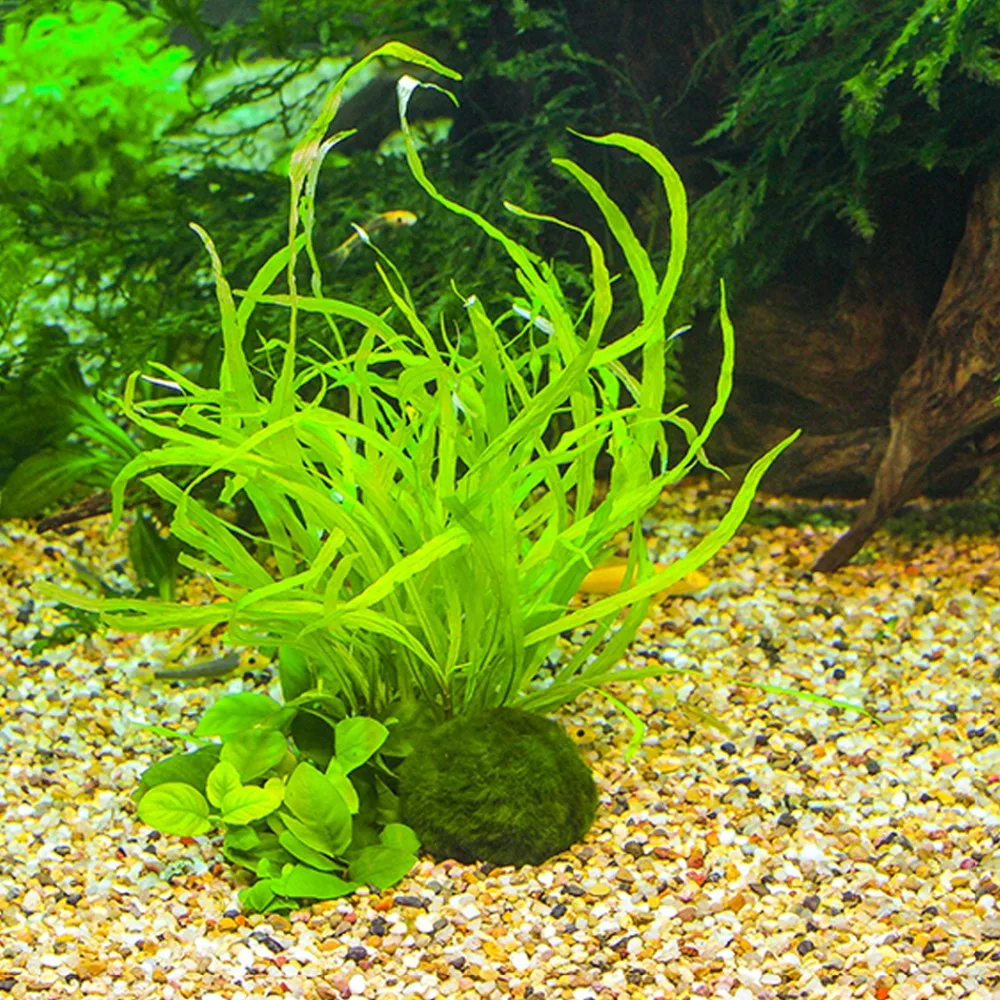 Algen Algen auch im neuen Aquarium :-( - Aquarium Forum