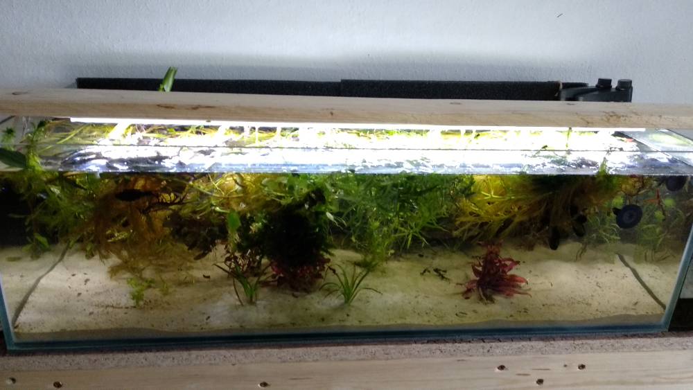 LED-Beleuchtung - Seite 4 - Aquarium Forum